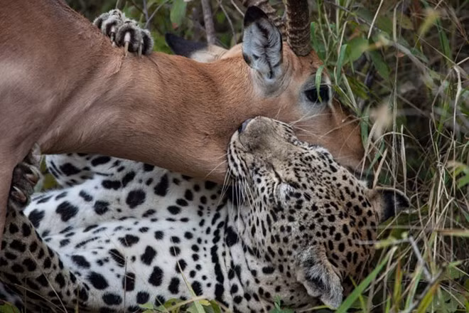 Ánh mắt linh dương chìm trong tuyệt vọng khi bị biến thành bữa ăn thịnh soạn cho mãnh thú.