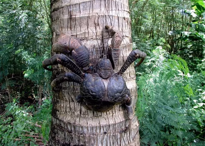 Đã có không ít trường hợp bị cua dừa cắp toạc thịt da, thậm chí nghiền nát cả ngón tay.