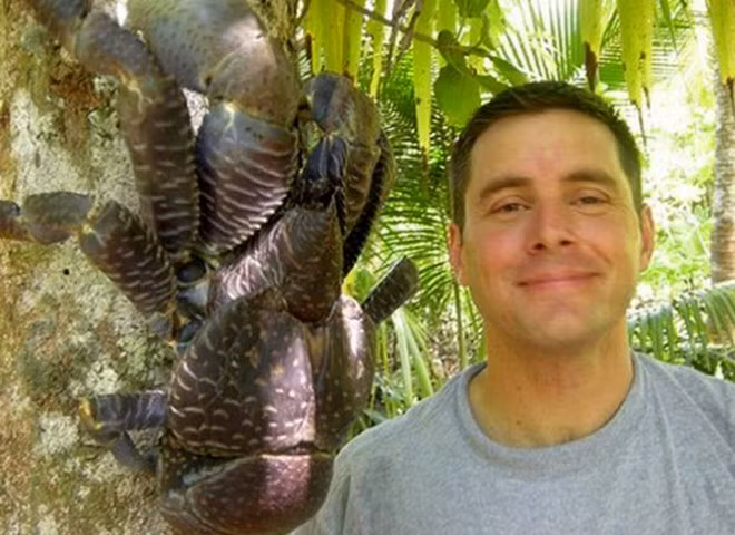 Giao phối xảy ra trên đất liền, nhưng con cái di cư ra biển để đẻ trứng thụ tinh của chúng khi chúng nở.