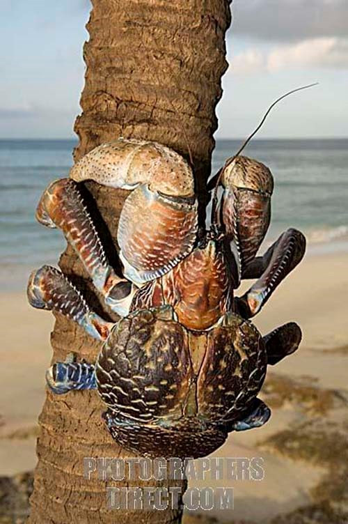 Chúng thường tập trung đông đúc ở những vùng có nhiều cây dừa. Hàng ngày, chúng trèo lên những cây dừa cao chất ngất để hái quả ăn. Chúng thường thả những quả dừa từ trên cao xuống để dừa vỡ ra rồi mò xuống ăn. Nếu quả dừa không vỡ, chúng sẽ tự bổ dừa để ăn.