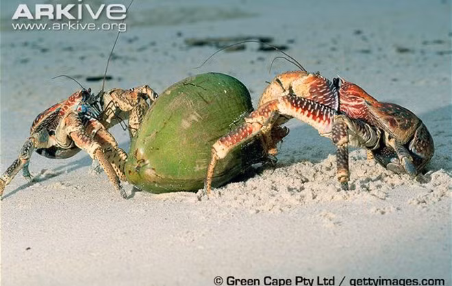 Sở dĩ chúng có tên gọi này là do cua này rất thích ăn dừa.