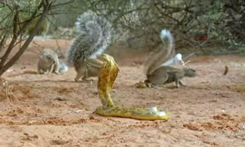 Vì vậy chúng quyết theo đuổi sát thủ nọc độc, chờ cơ hội tấn công.