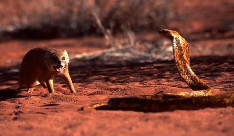 Nhưng trong trận chiến này, nó lại là loài yếu thế trước số đông của những con cầy mangut.