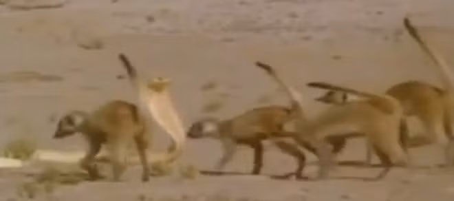 Cầy mangut vốn được coi là "khắc tinh" của hổ mang chúa. Chúng có khả năng "mê hoặc" rắn bằng cái nhìn chằm chằm và làm cho rắn trở nên bất động rồi ra đòn tấn công.