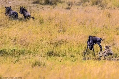 Con linh dương vùng vẫy và thoát được những móng vuốt sắc nhọn của báo đốm.