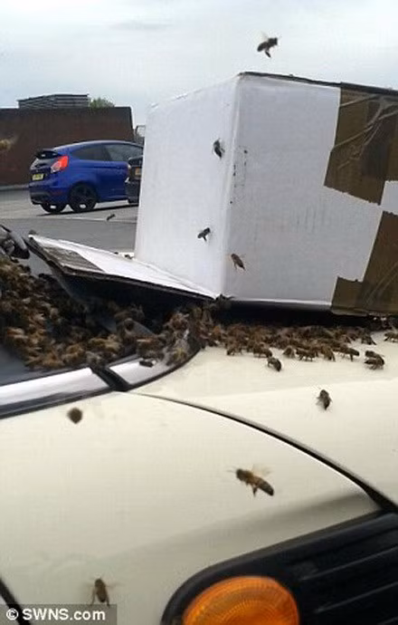 Cặp vợ chồng đã gọi cho người nuôi ong trong vùng tới giải cứu.