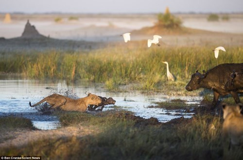 Nó mải miết xua đàn sư tử đi thật xa khỏi vị trí con mình đang đứng. Tuy nhiên, không may là nghé con đã bị một con sư tử khác tấn công trong khi mẹ của nó mải chiến đấu với những con sư tử khác.