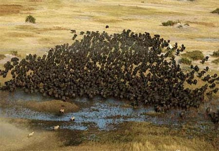 Nhiếp ảnh gia người Anh, Ben Cranke đã ghi lại cảnh trâu rừng húc tung sư tử khi ông tham quan vùng đầm lầy Okavango Swamps.