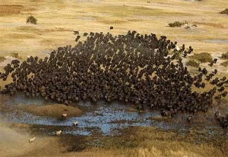 Nhiếp ảnh gia người Anh, Ben Cranke đã ghi lại cảnh trâu rừng húc tung sư tử khi ông tham quan vùng đầm lầy Okavango Swamps.