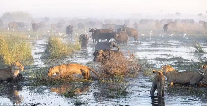 Phát hiện trâu mẹ và một nghé con bị lạc lại phía sau. Bầy sư tử lập tức chạy đến tấn công. Thế nhưng trâu mẹ đã liều mình chiến đấu với bầy sư tử để bảo vệ con mình.