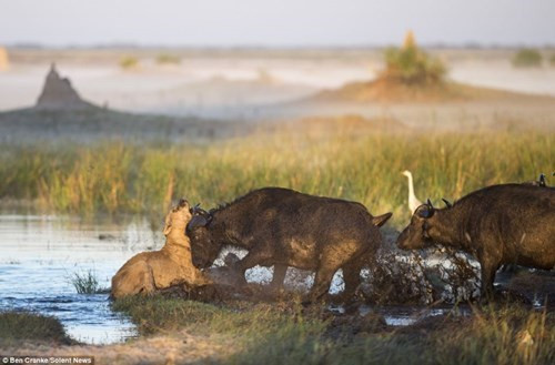 Trong khi trâu mẹ dường như bất lực nhìn nghé con bị sư tử lôi đi, thì may mắn một con trâu đực xuất hiện, hung bay sư tử để giải cứu nghé con tội nghiệp