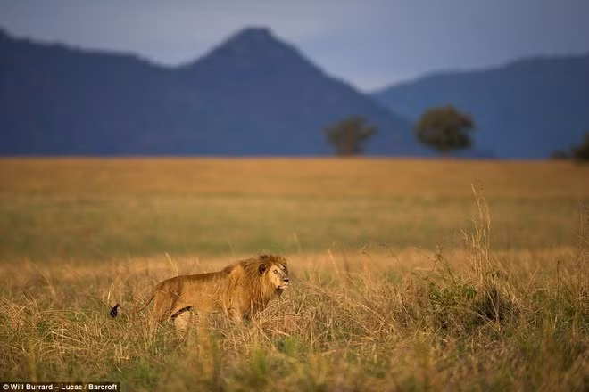 "Đó thực sự là hình ảnh ấn tượng. Thật khó để thấy những khoảnh khắc như thế", Burrard-Lucas cho hay.