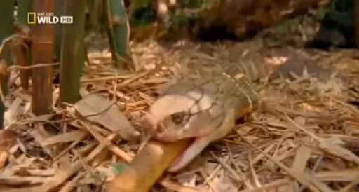 Video ran ho mang chua san moi ghe ron hay nhat.