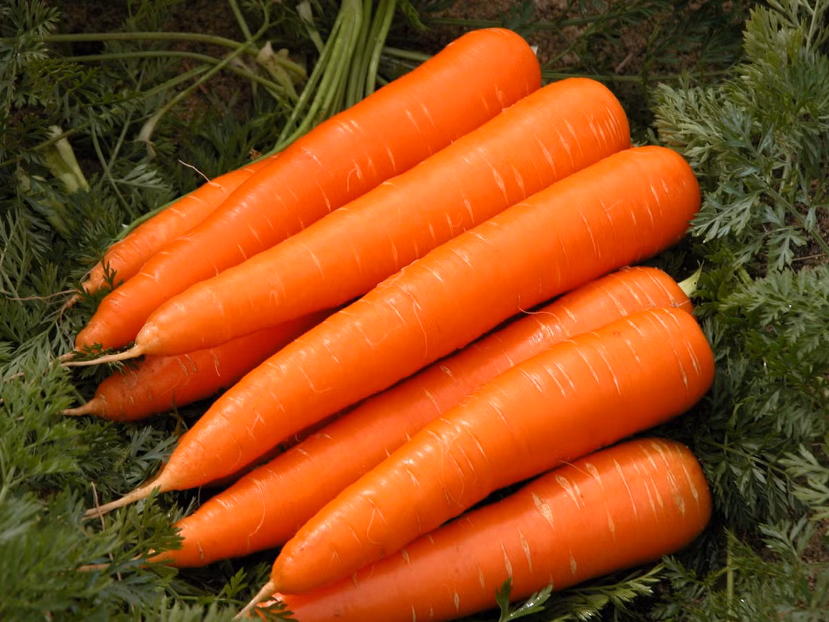 Tuy nhiên, sử dụng beta-carotene liều cao được cho là có liên quan đến bệnh ung thư phổi ở một số người.