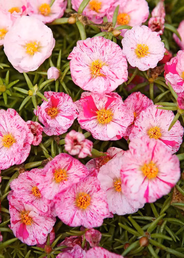  Hoa mười giờ thường được nhân giống từ cành/nhánh song loại cây này cũng có thể phát triển từ hạt. Hoa mười giờ có nhiều màu sắc, hình dáng lá khác nhau.