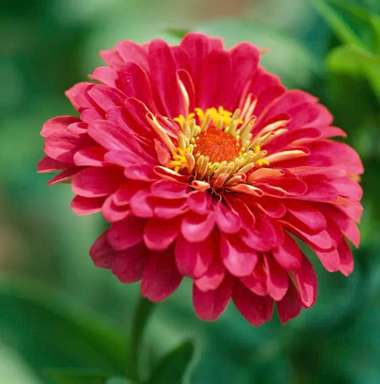ới nhiều màu sắc và hình dạng hoa, zinnia (cúc lá nhám) là một loại cây cảnh quen thuộc với người Việt. Hạt giống hoa cúc lá nhám dễ trồng, cây cũng có khả năng phát triển mạnh ở điều kiện đất thiếu dinh dưỡng và thời tiết khắc nghiệt. Song, nếu được chăm sóc tốt, cây sẽ phát triển mạnh về tán, chiều cao và số lượng nụ/hoa trên mỗi cây.