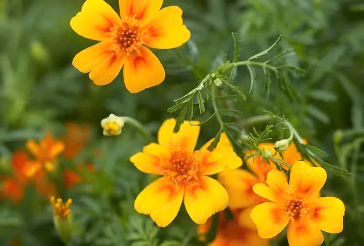  Hoa vạn thọ là loài hoa biểu tượng cho sự trường tồn, vĩnh cửu và bất diệt. Trong ngày Tết, chúng còn ẩn chứa ý nghĩa với mong ước bình an cũng như thể hiện lòng hiếu thảo đối với ông bà, cha mẹ. Loại cây này có thể trồng bằng hạt và cũng không cần nhiều thời gian, chăm sóc. Thời gian từ khi ươm hạt đến khi ra hoa của các loại vạn thọ khoảng 2 tháng.