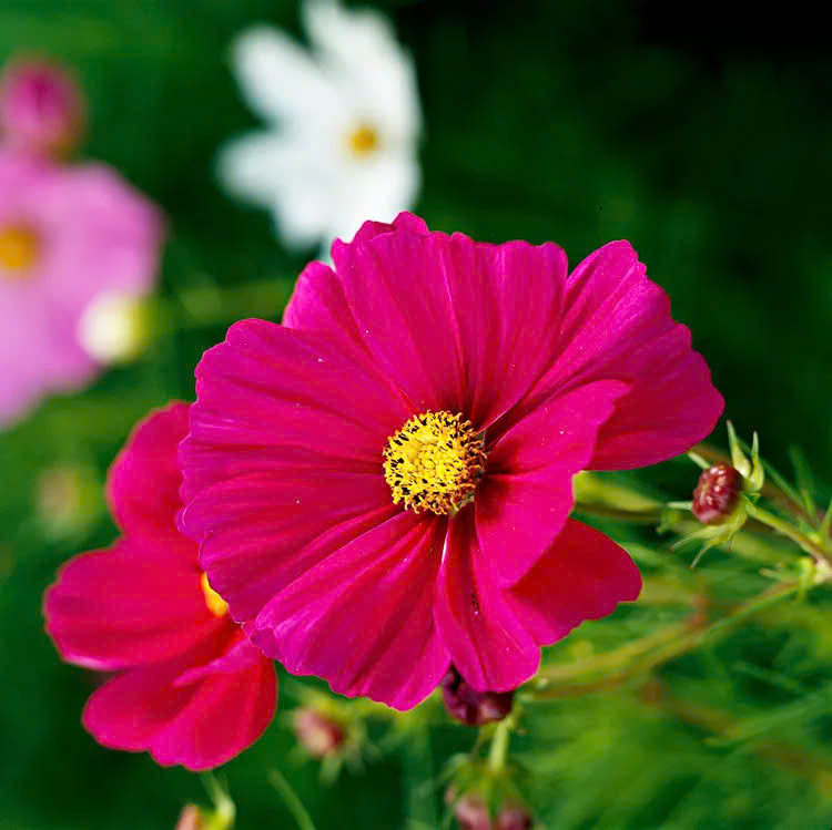 osmo không chỉ nhiều màu sắc từ hồng, đỏ tía, trắng, vàng và cam mà còn dễ trồng, ít cần thời gian chăm sóc và có khả năng chịu nhiệt cao. Với hạt cosmo, bạn có thể gieo trực tiếp lên mặt đất hay chọn ươm theo bầu ươm.