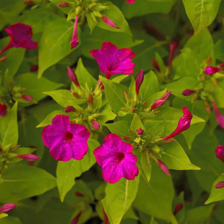 ##b###Bốn giờ do hoa thường nở vào lúc 4 giờ chiều. Hoa có hình phễu, với các thùy giống như cánh hoa xòe ra. Sau khi hoa tàn, hạt hoa dần hình thành, rụng xuống đất và tự đâm chồi, phát triển thành cây mới. Nếu được chăm sóc tốt, cây sẽ phát triển mạnh, ra nhiều nụ và hoa.