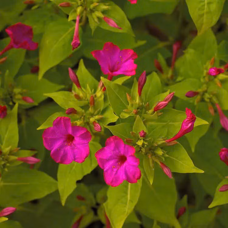  Bốn giờ do hoa thường nở vào lúc 4 giờ chiều. Hoa có hình phễu, với các thùy giống như cánh hoa xòe ra. Sau khi hoa tàn, hạt hoa dần hình thành, rụng xuống đất và tự đâm chồi, phát triển thành cây mới. Nếu được chăm sóc tốt, cây sẽ phát triển mạnh, ra nhiều nụ và hoa.