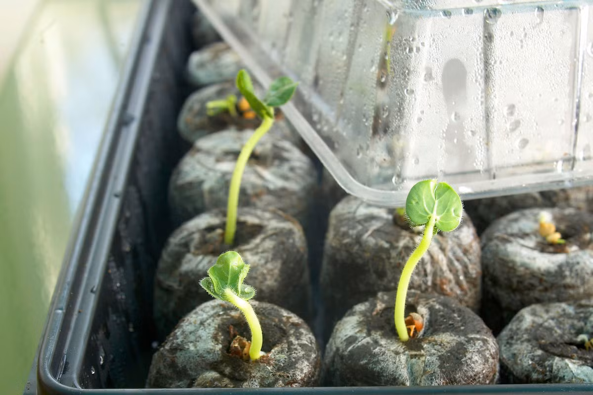 Các bước ươm hạt giống đơn giản: - Làm ẩm khăn giấy, dàn đều hạt hoa giống, gói khăn giấy lại, cho vào túi nilong và đặt ở nhiệt độ phòng. - 7-10 ngày sau, kiểm tra hạt giống đã nảy mầm chưa, dùng nhíp gắp nhẹ từng hạt giống vào bầu ươm đã được tưới nước. Dùng nilong bịt kín bầu ươm, dùng tăm nhọn đâm vài lỗ trên nilong. - Khi cây xuất hiện 4 mầm lá, có thể gỡ nilong, mang bầu ươm ra khu vực bóng râm, để mầm tiếp tục phát triển thành cây giống con. - Khoảng ngày thứ 16-20,khi tháy cây giống con đã phát triển đủ mạnh, bạn ươm cây giống ra chậu hay trồng xuống vườn. Lưu ý khoảng cách giữa các cây. - Ngày thứ 30, bạn có thể pha loãng phân và tưới nhẹ quanh gốc để cây phát triển tốt.