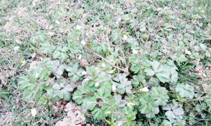 Rễ cây dại được săn lùng, giá gần 300.000đ/kg - Hình 4 Re cay dai duoc san lung, gia gan 300.000d/kg-Hinh-4