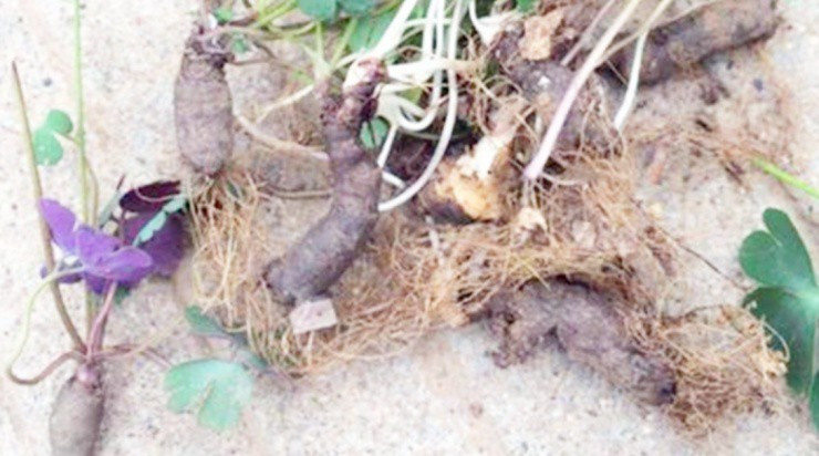 Rễ cây dại được săn lùng, giá gần 300.000đ/kg - Hình 3 Re cay dai duoc san lung, gia gan 300.000d/kg-Hinh-3