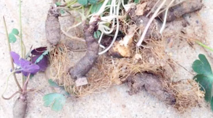 Re cay dai duoc san lung, gia gan 300.000d/kg-Hinh-3