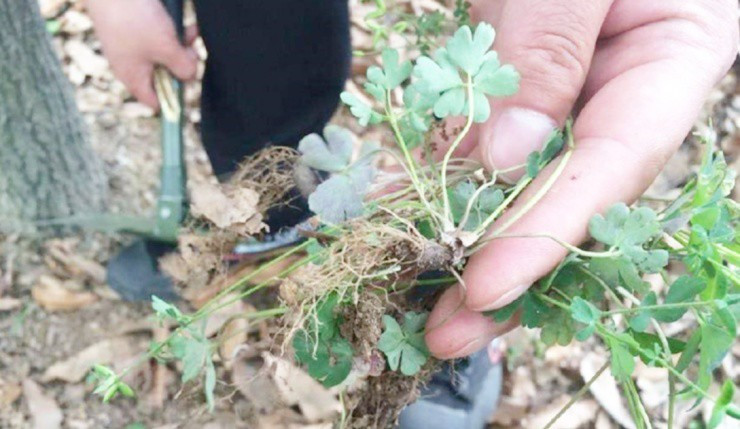 Rễ cây dại được săn lùng, giá gần 300.000đ/kg - Hình 2 Re cay dai duoc san lung, gia gan 300.000d/kg-Hinh-2