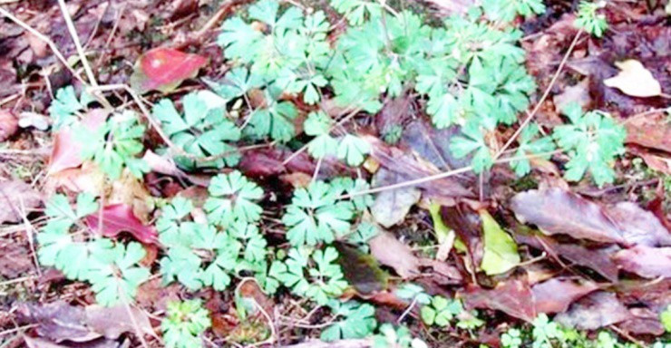 Rễ cây dại được săn lùng, giá gần 300.000đ/kg Re cay dai duoc san lung, gia gan 300.000d/kg