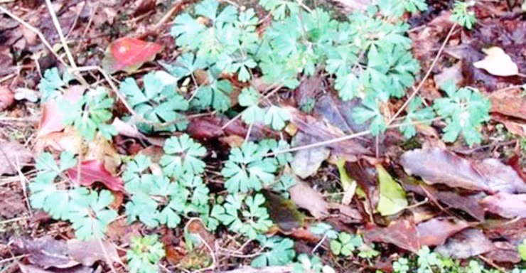 Re cay dai duoc san lung, gia gan 300.000d/kg