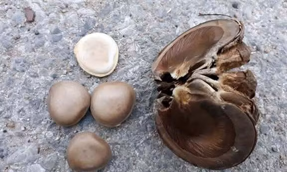 Vu ngo doc cay ngo dong: So Giao duc Nghe An yeu cau chat bo