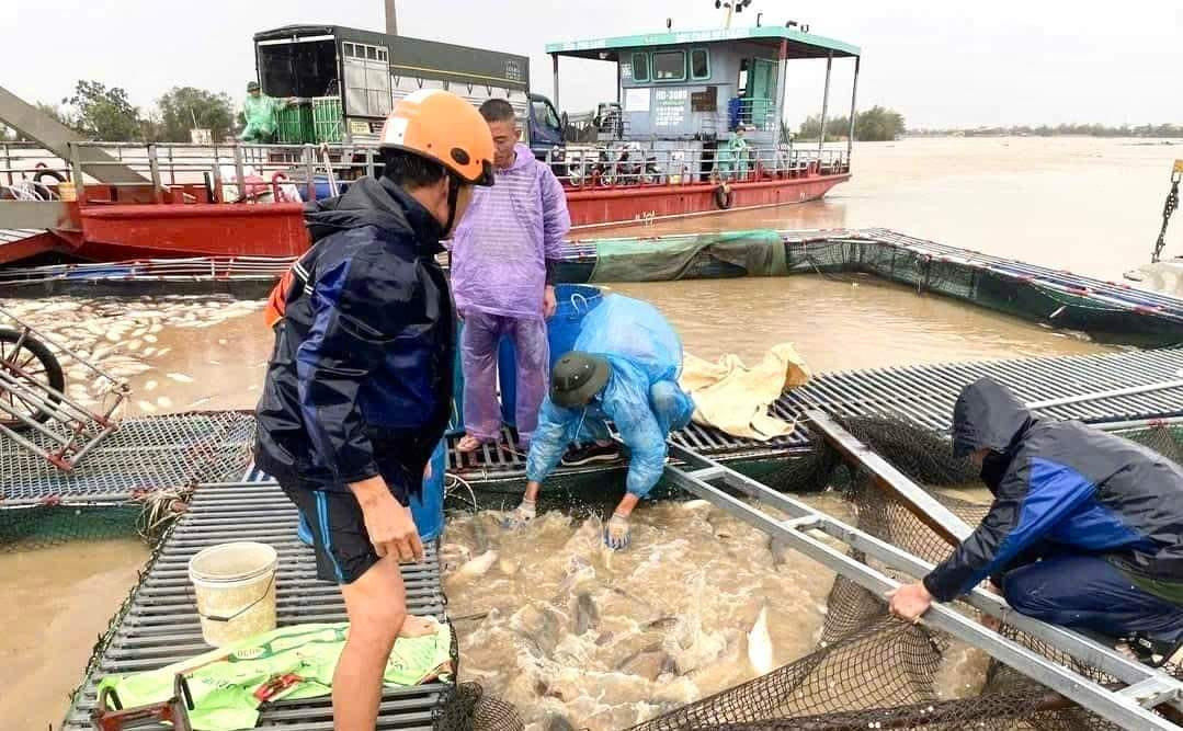 Những ngày qua, do ảnh hưởng bão số 3 Yagi, lũ dâng cao đã khiến một số lồng cá nuôi trên sông ở Hải Dương bị vỡ và hiện có nguy cơ vỡ. Người nuôi cá lồng đã huy động nhân lực hỗ trợ thu hoạch cá để giảm thiểu thiệt hại.