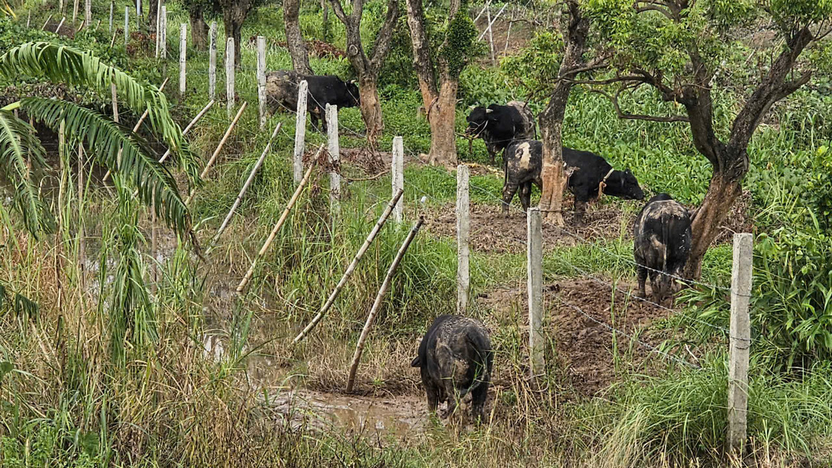 Hai Duong: Nuoc lu dang cao, nong dan mat trang tram tan ca-Hinh-3