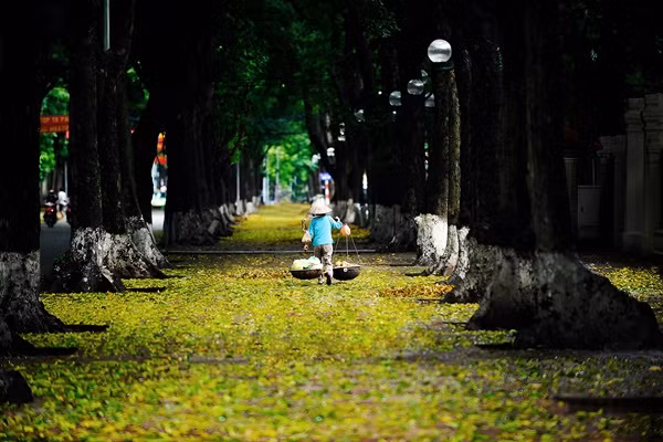"Dọn chút lá cho mùa Thu thay áo. Nhuộm một đời vàng những đam mê. Bao nhọc nhằn hằn trên lưng Mẹ. Nỗi ưu tư phủ trắng mái đầu Cha. Mỗi căn nhà nơi bậc thềm xanh lá, Ta bên nhau trong tất cả tình yêu. Bao hoài vọng dọc về theo phố cũ". Những lời trong bài hát "Mùa lá rụng" của nhạc sĩ Trọng Đài đã lột tả hết những gì lãng mạn nhất của phố phường Hà Nội thời điểm chuyển giao giữa hai mùa Thu, Đông. Ảnh: Vũ Minh Quân.