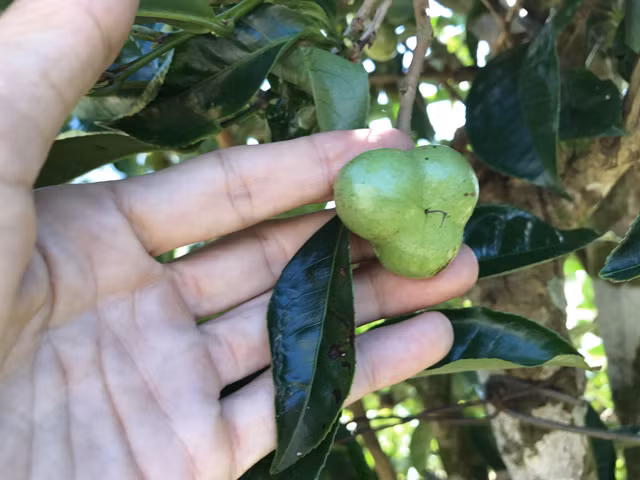 Với kích cỡ chỉ bằng ngón tay út, trái chè mang nhiều hình dáng khác nhau, có trái thân bị thắt eo ở giữa như đậu phụng (lạc). Trong khi đó, có trái lại bè ra và chia làm 3-4 múi, trái thì hơi tròn...gây ngạc nhiên cho không ít người khi nhìn thấy.