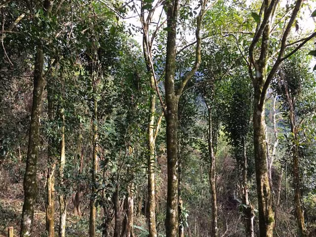 Theo lời các già làng ở xã Trà Bùi thì rừng chè cổ ở chân núi Cà Đam mọc tự nhiên từ hàng trăm năm qua, với số lượng hiện ước đến hàng chục ngàn cây lớn nhỏ. Trong đó, nhiều cây cao trên 12m, đường kính thân cây 50-70cm mọc xen lẫn với cây rừng trải rộng trên diện tích cả ha.