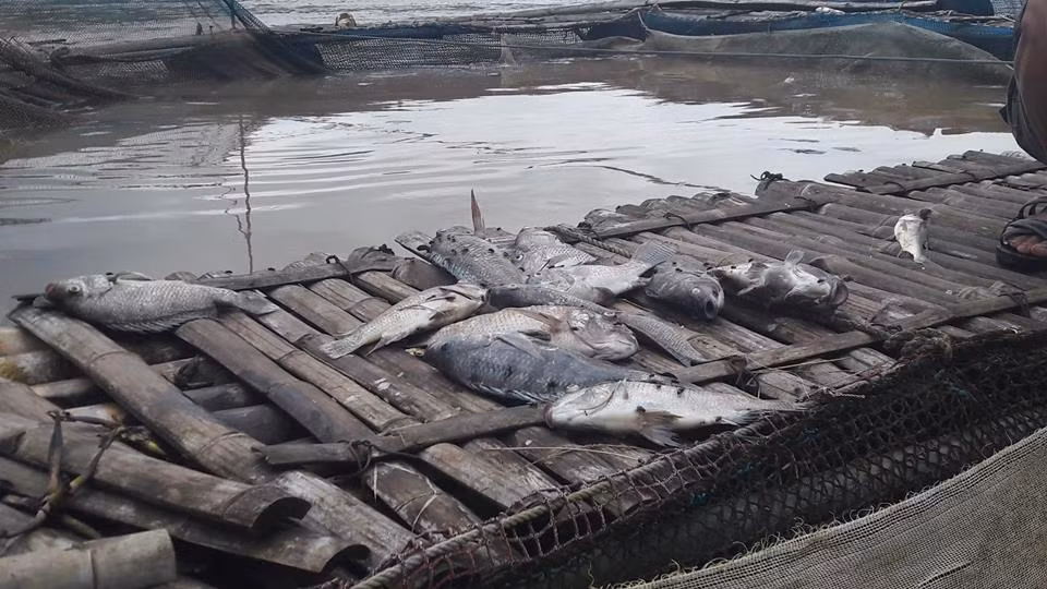 Ca chet trang do thuy dien Hoa Binh xa lu: Dan khoc nhu mua