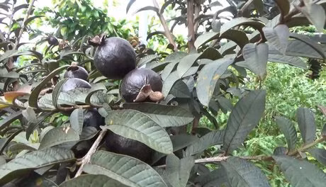 Phat sot: Trong giong oi trai xanh lai ra qua mau tim