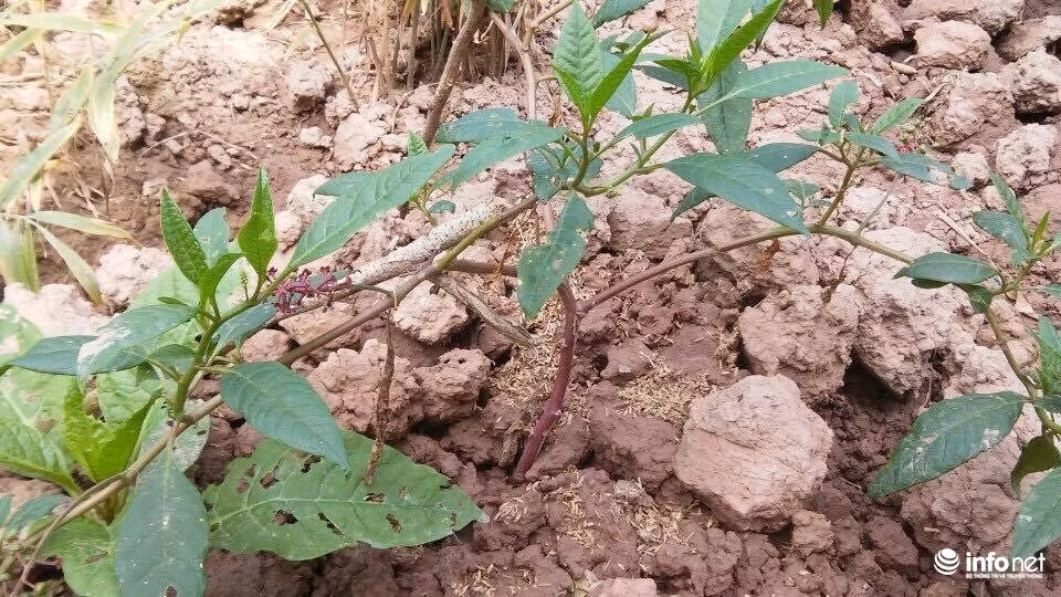 Nhieu nguoi Viet van tuong loai cu cuc doc la...nhan sam-Hinh-2