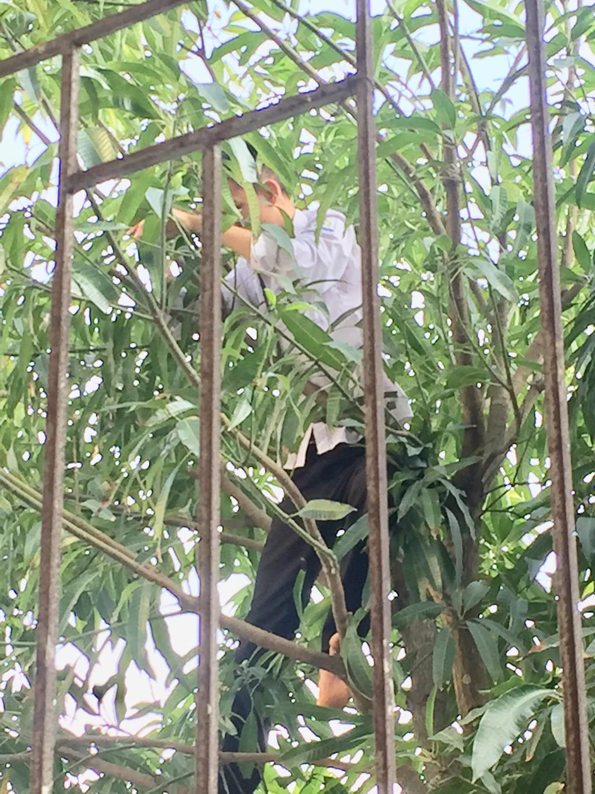 Ở đâu có xoài ở đó có những thanh niên "xoài tặc", không phải vì thèm khát mà còn vì vui như trở về tuổi thơ một lần nữa. Ảnh: Trường Người Ta