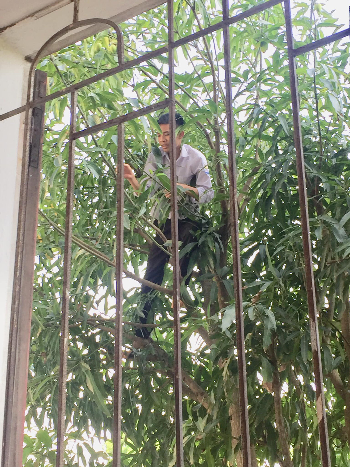 Những quả xoài xanh lủng lẳng, ngon lành, chỉ cần nhìn là đã "chảy cả nước miếng". Ảnh: Trường Người Ta