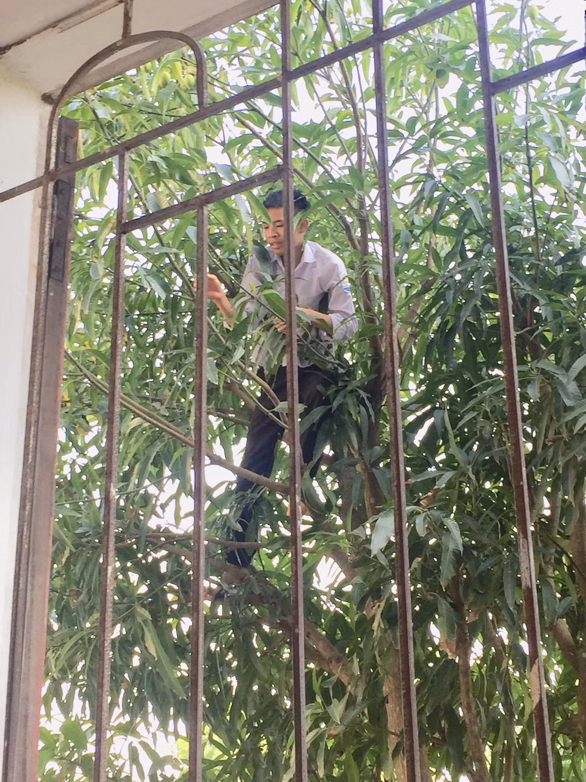 Những quả xoài xanh lủng lẳng, ngon lành, chỉ cần nhìn là đã "chảy cả nước miếng". Ảnh: Trường Người Ta