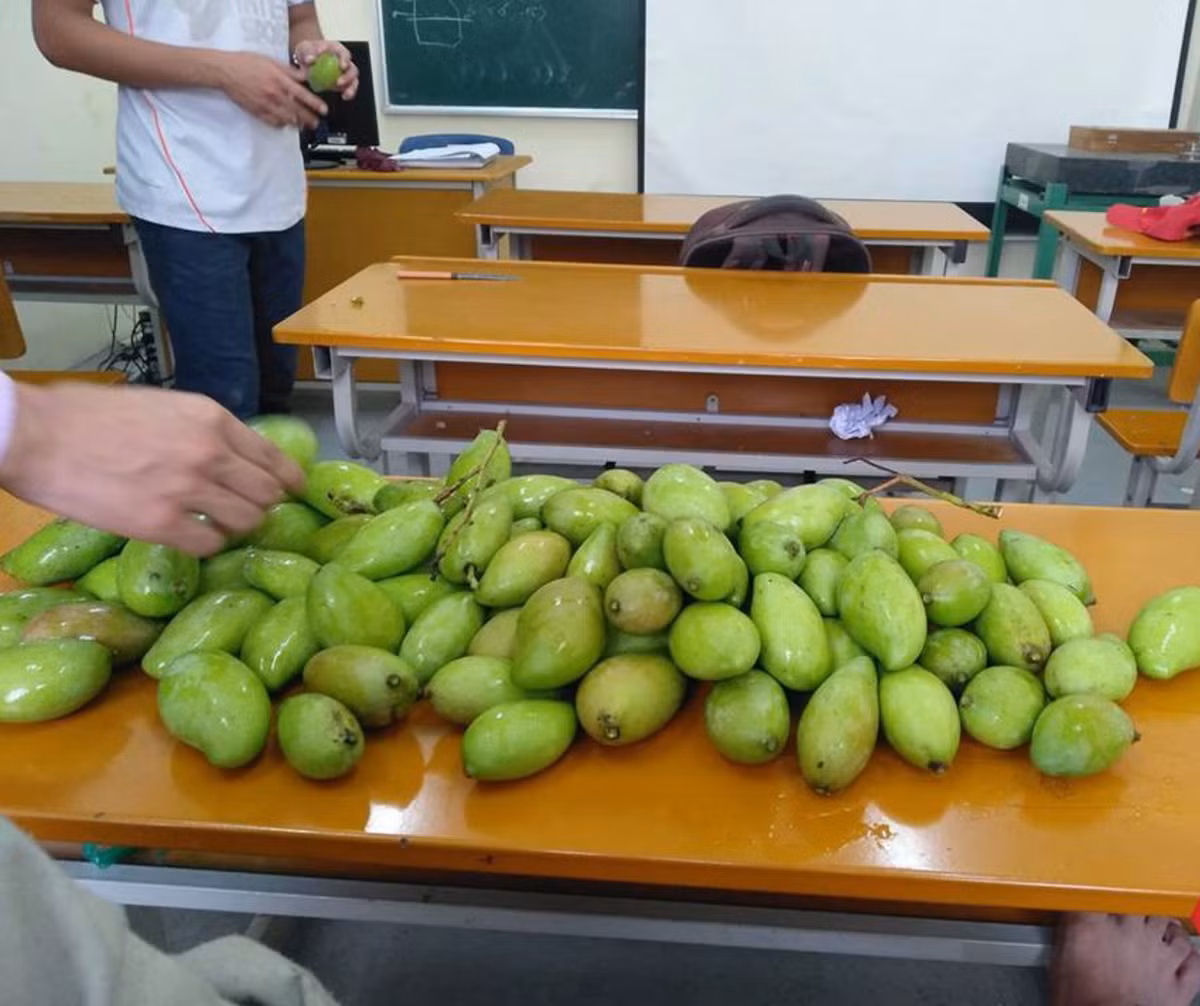 Thậm chí các chủ nhân của bức ảnh hái nhiều đến mức không ăn hết, phải đăng đàn để mời gọi mọi người đến chia xoài mang về. Ảnh: Bách Kinh Xây Confessions