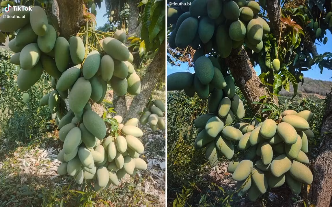 Vào mùa hè là mùa của những cây xoài thống trị, vì vậy hình ảnh những cây xoài mắn đẻ ở khắp mọi nơi luôn khiến nhiều người thích thú. Ảnh: Dân Việt