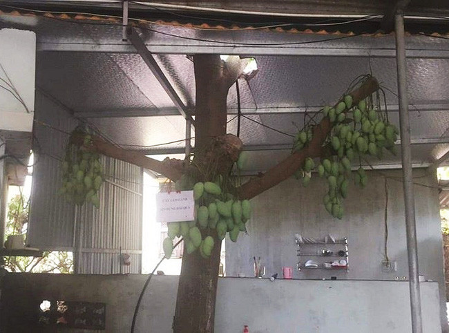 Trước đó trên MXH xuất hiện nhiều cây xoài đột biến, có sức sống mãnh liệt. Ảnh: Dân Việt