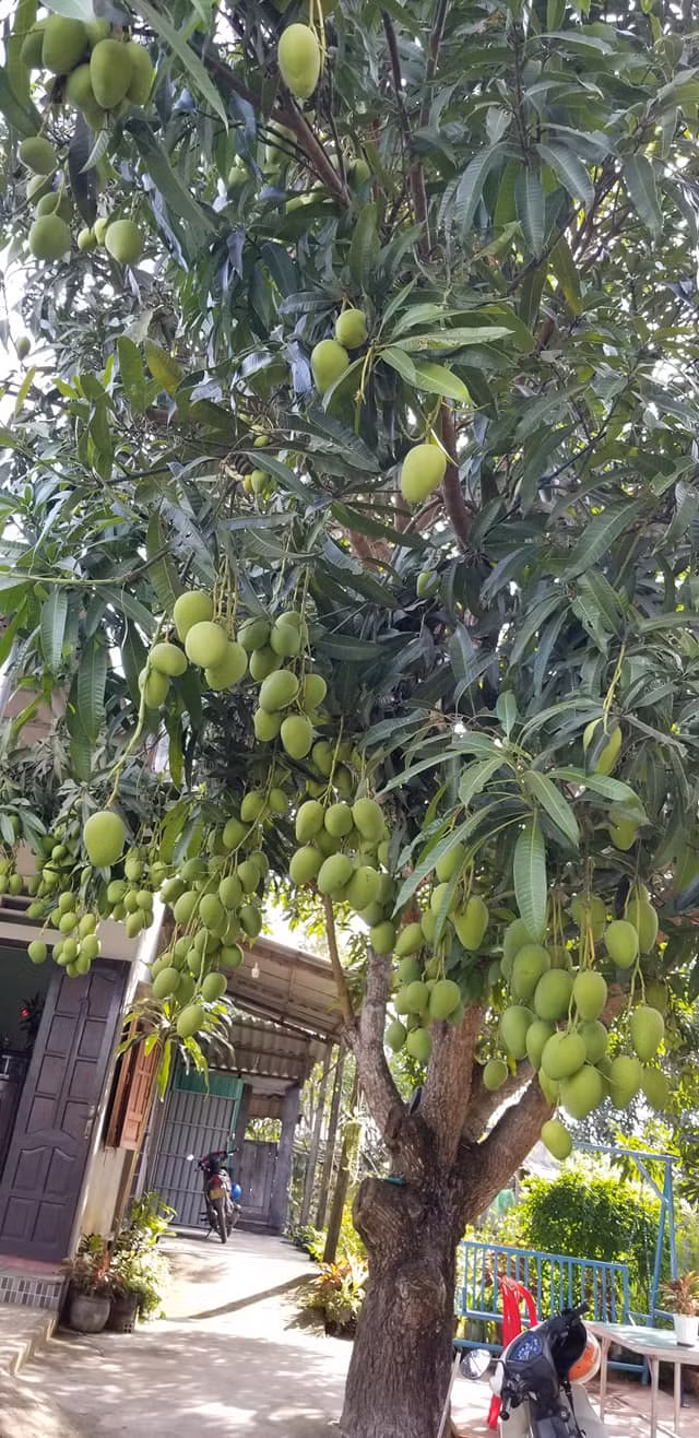 Nhung cay xoai triu qua, netizen thi nhau dinh gia