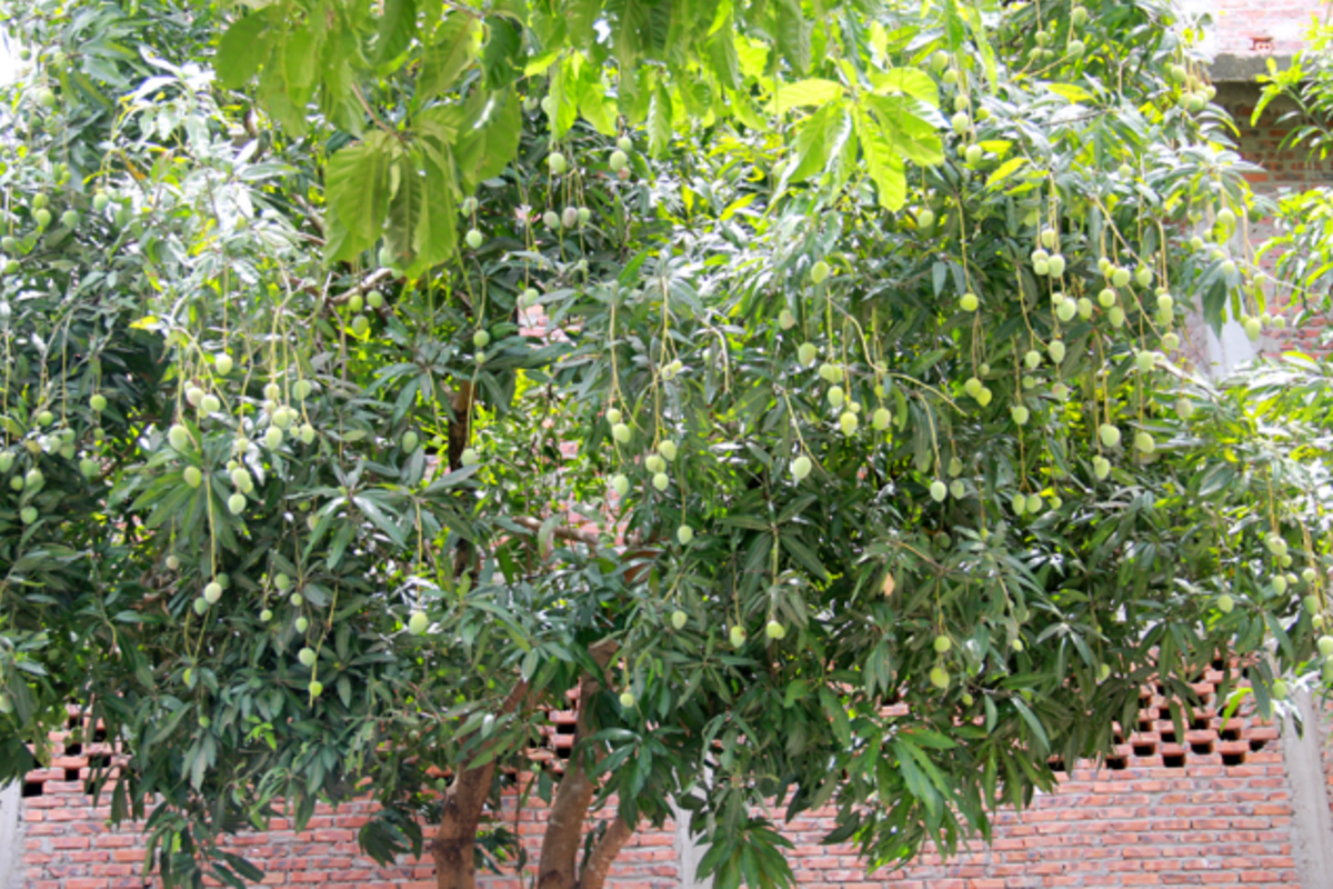 Mặc dù chỉ là vui đùa thế nhưng không ít netizen định giá cho những cây xoài mắn đẻ lên đến tiền tỷ. Ảnh: Phan Ngọc