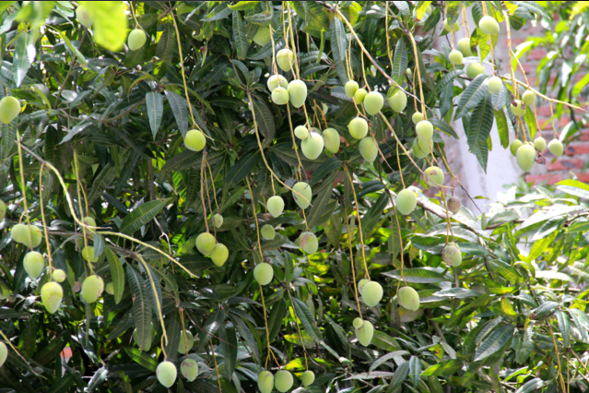 Thậm chí có những netizen còn thử định giá cho những cây có quả xoài treo lủng lẳng như thế này. Ảnh: Phan Ngọc