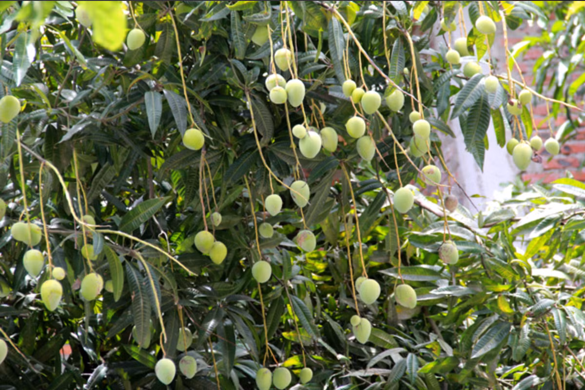 Thậm chí có những netizen còn thử định giá cho những cây có quả xoài treo lủng lẳng như thế này. Ảnh: Phan Ngọc